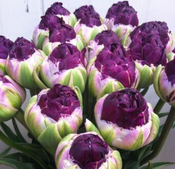 Tulpe 'Blue Wow'